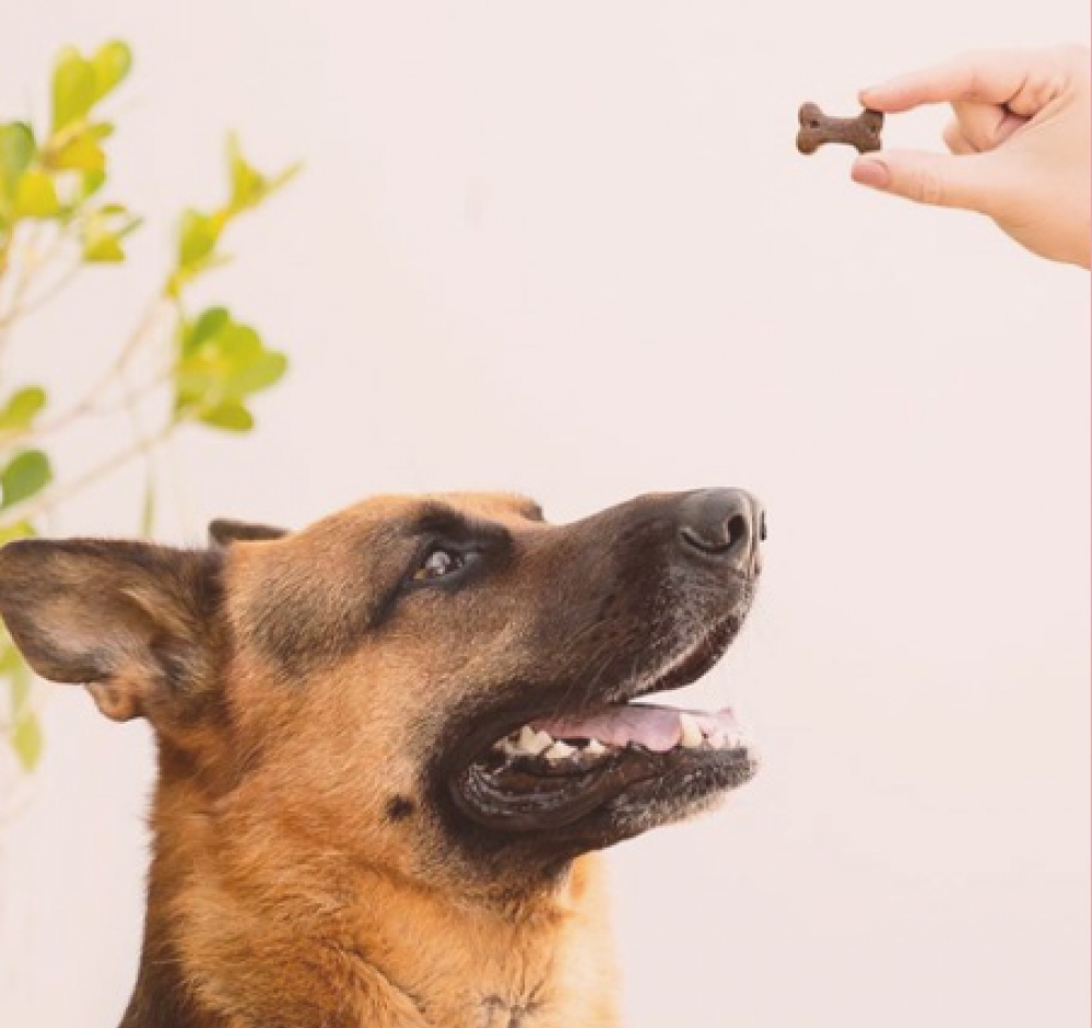 Cuidados Especiais com Medicamentos Veterinários Manipulados