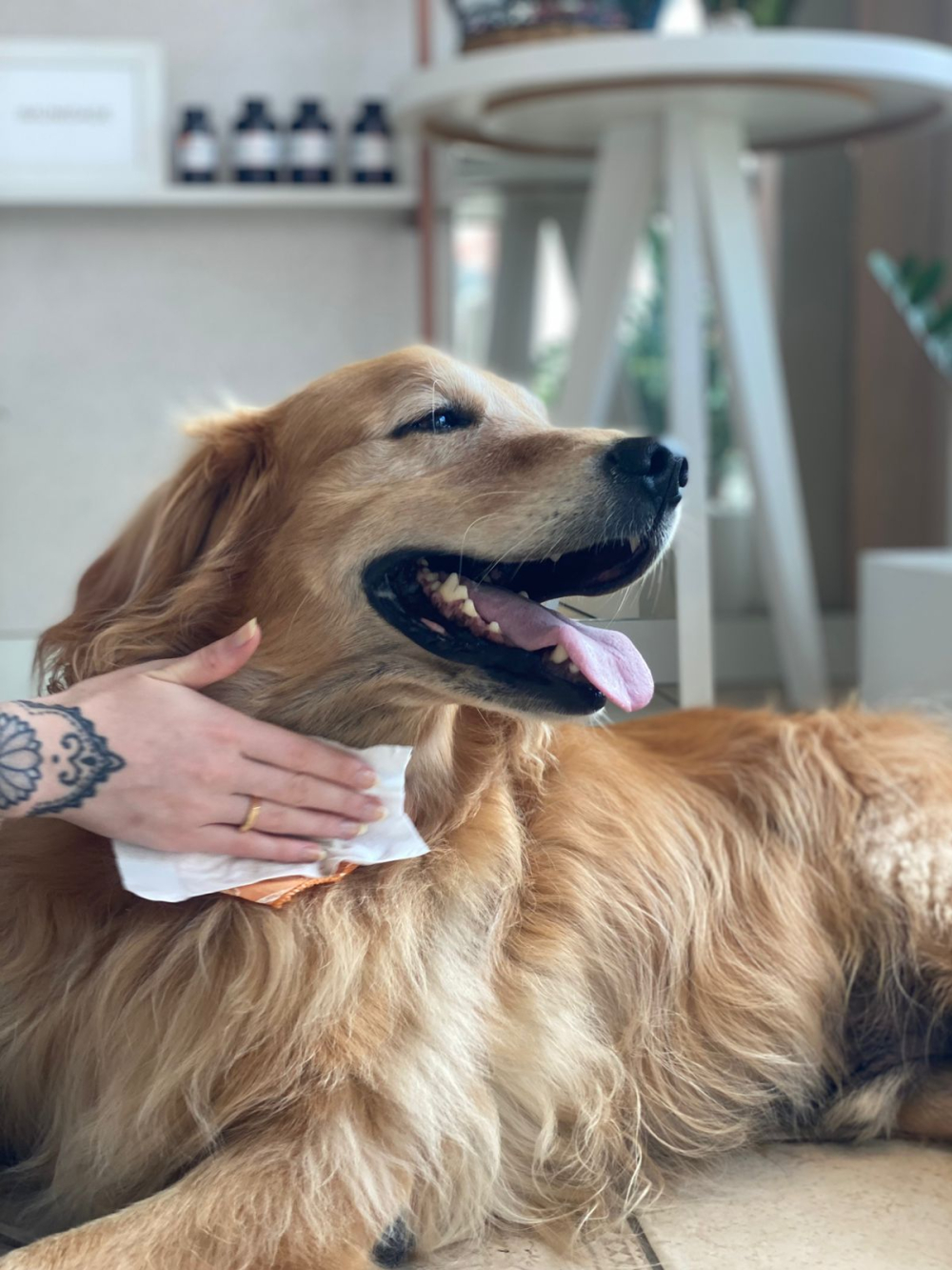 Lenços umedecidos para pets